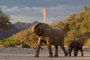 Elephant and calf in Hoanib Damaraland Namibia