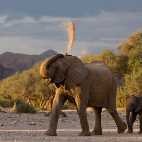Elephant and calf in Hoanib Damaraland Namibia