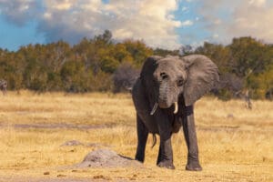 Elephant at Hwange National Park Zimbabwe