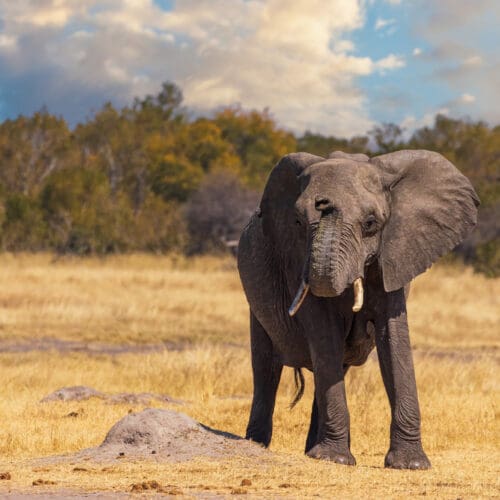 Elephant at Hwange National Park Zimbabwe