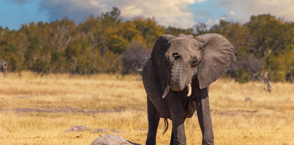 Elephant at Hwange National Park Zimbabwe