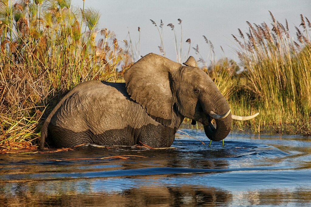 Elephant in the Okavango