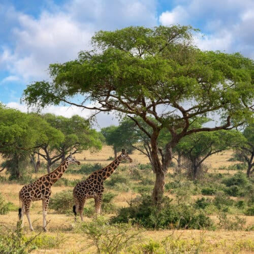 Giraffe standing in open savannah Queen Elizabeth National Park Uganda