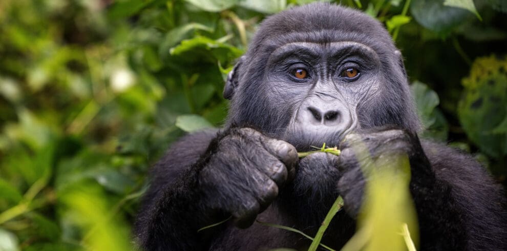 Gorilla chews on baboo shoot in the forest Rwanda