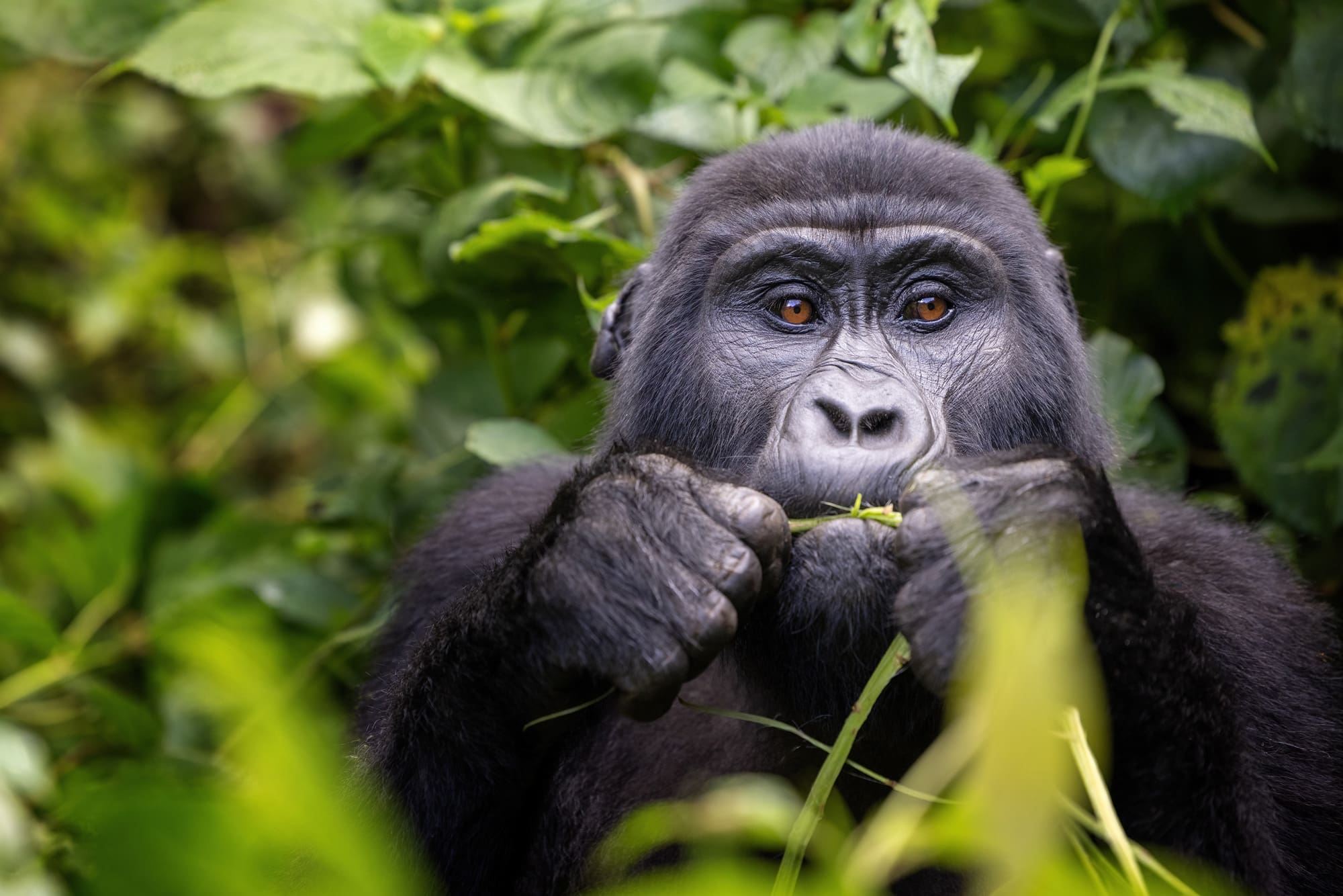 Gorilla chews on baboo shoot in the forest Rwanda