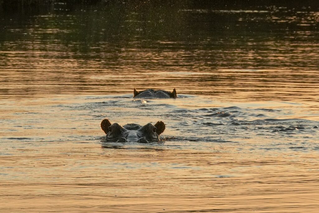 Hippos Seen From a Mokoro