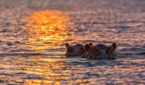 Hippos on Rufiji River at sunset Selous Nyerere Southern Tanzania