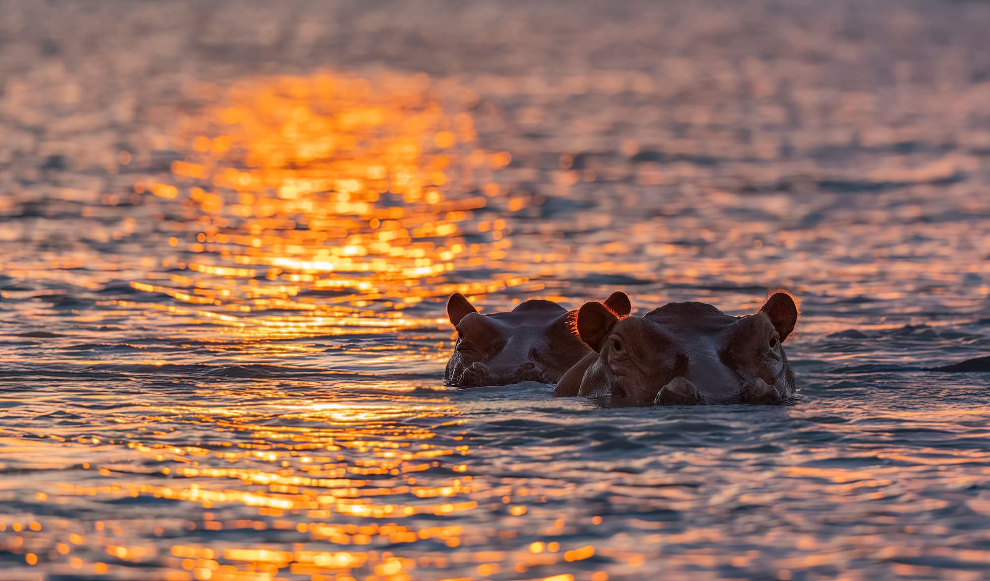 Hippos on Rufiji River at sunset Selous Nyerere Southern Tanzania