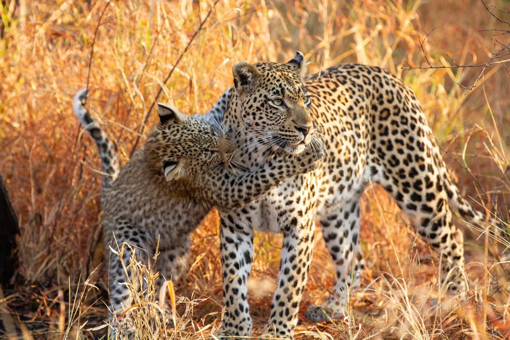 Leopard Mother and Cub South Africa Kruger National Park