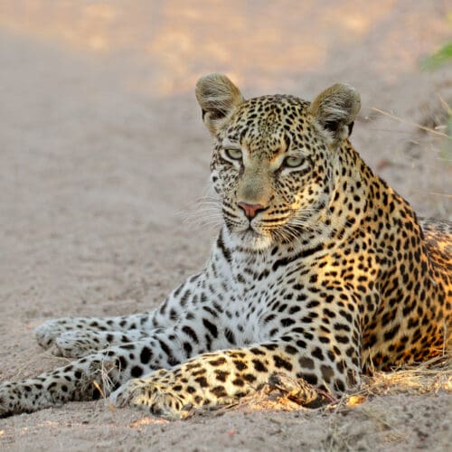 Leopard lie in road Kurger National Park South Africa