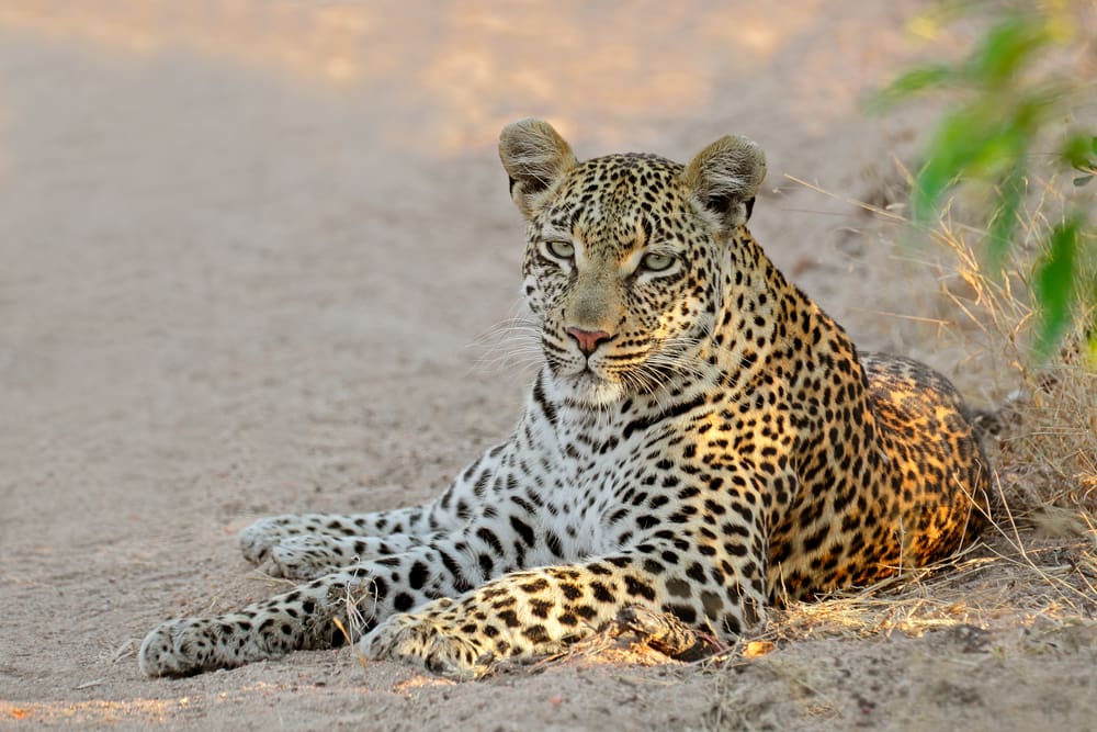 Leopard lie in road Kurger National Park South Africa