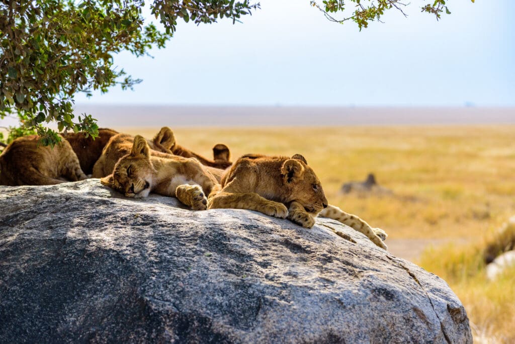 Lion Cubs resting on rock serengeti Tanzania