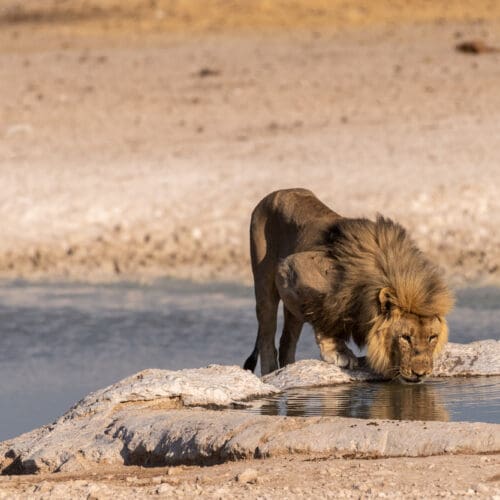 Male Lion Drinking from Water hole Etosha National Park Namibia