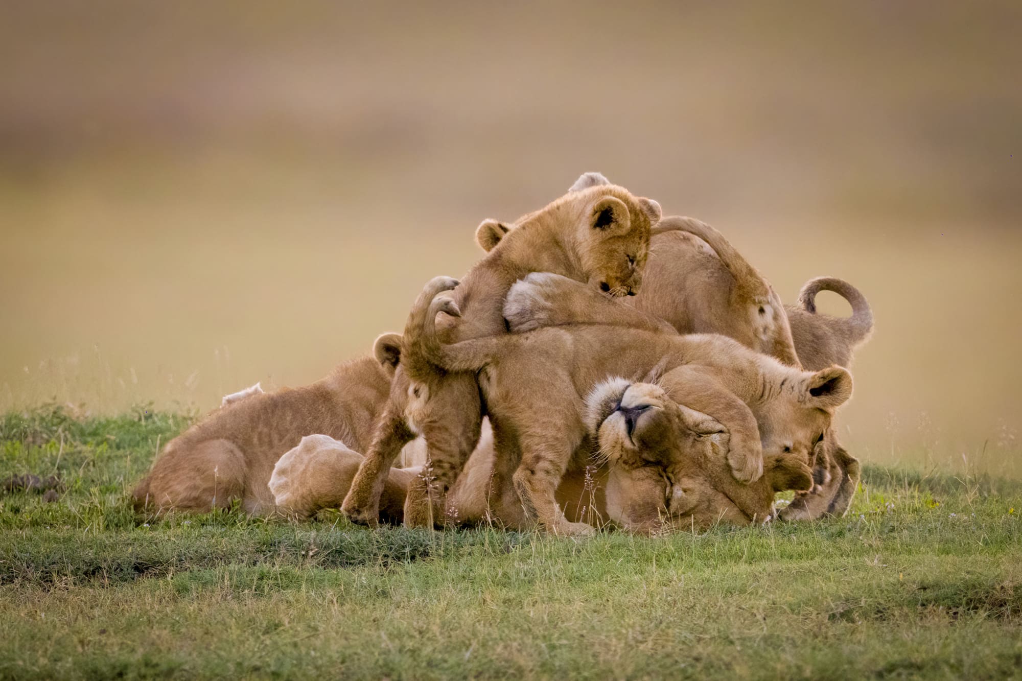 Lion-cubs-playing-with-their-mom-serengeti-tanznia
