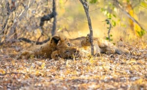 Lion cubs stares in Nyerere National Park Selous Tanzania