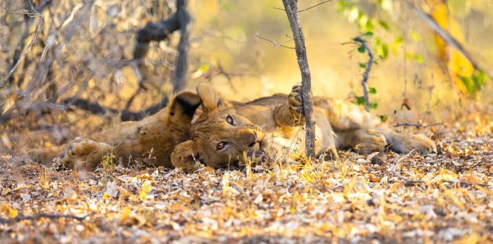 Lion cubs stares in Nyerere National Park Selous Tanzania