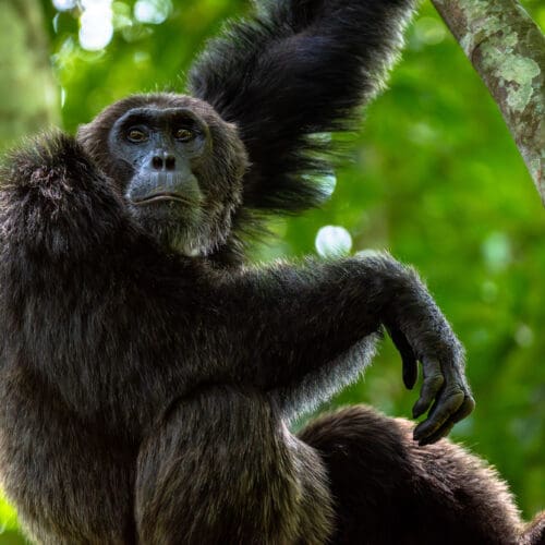 Male Chimpanzee staring from perch Kibale National Park Uganda