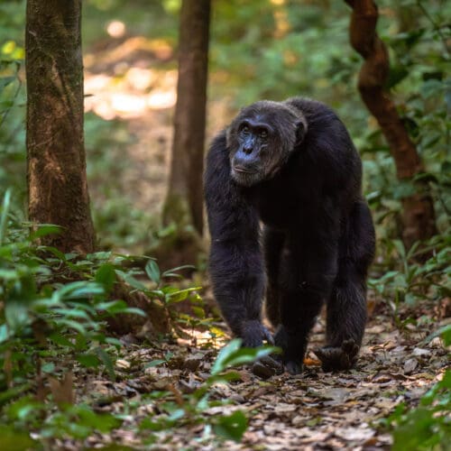 Male Chimpanzee walking in Kiblae Forest National Park Uganda