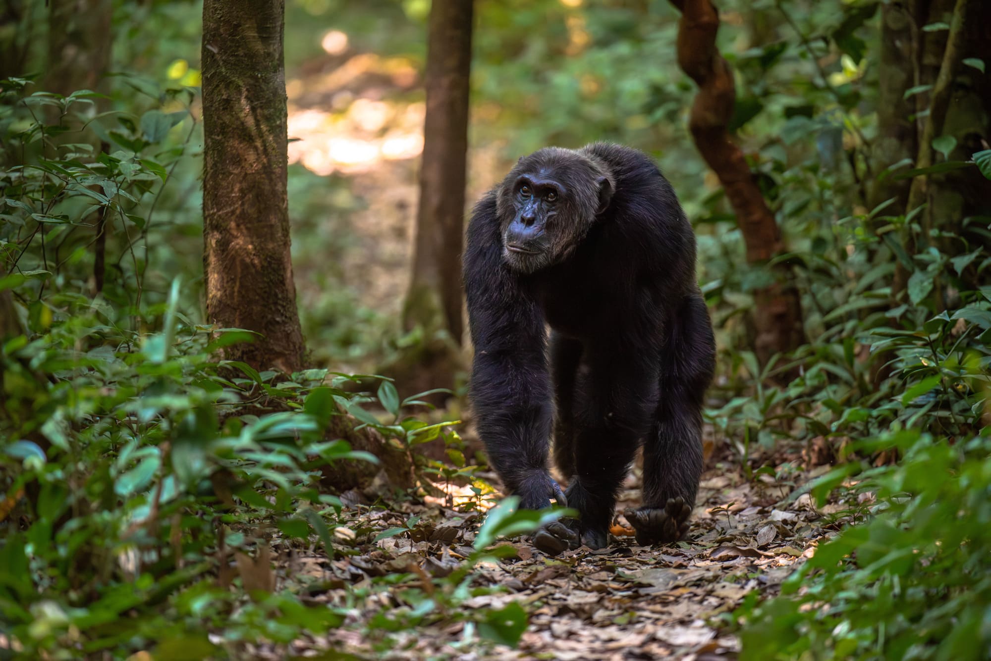 Male Chimpanzee walking in Kiblae Forest National Park Uganda