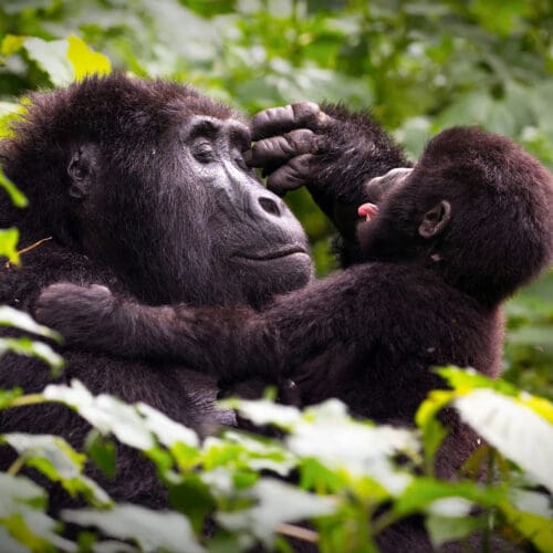 Mother and Baby Gorilla playing Bwindi National Park Uganda
