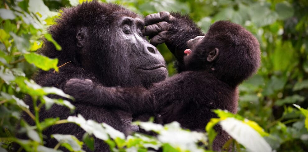 Mother and Baby Gorilla playing Bwindi National Park Uganda