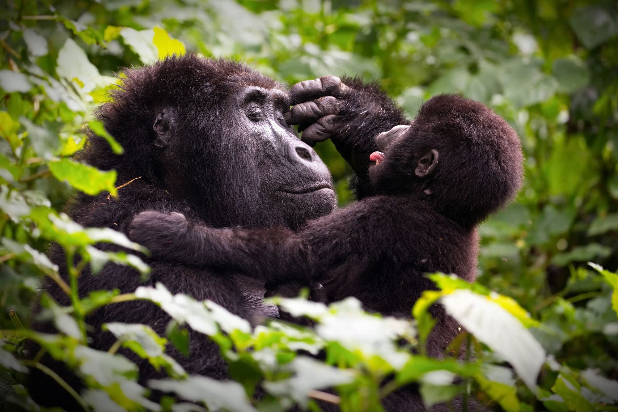 Mother and Baby Gorilla playing Bwindi National Park Uganda