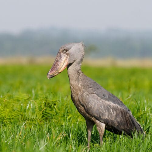 Oddest bird the Shoebill Stork in the Kazinga Channel in Uganda