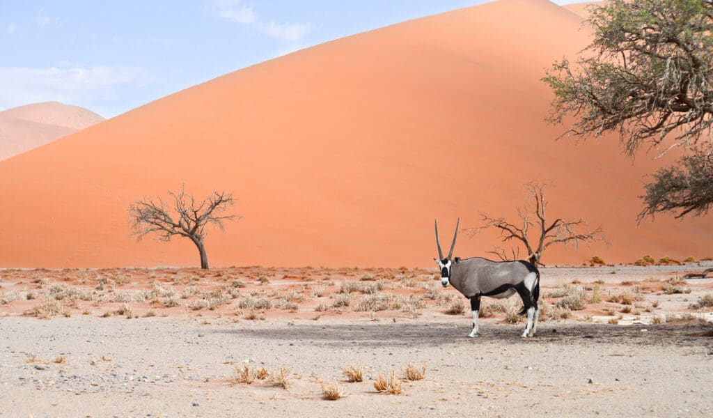 Orxy standing in the shade in-front of sand dune Sossusvlei Namibia