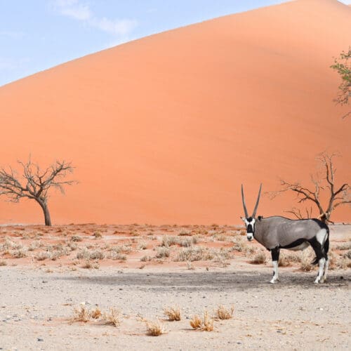 Orxy standing in the shade in-front of sand dune Sossusvlei Namibia