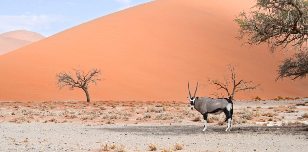 Orxy standing in the shade in-front of sand dune Sossusvlei Namibia