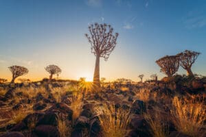 Quiver-Trees-Namibia-Quiver-Tree-Forest
