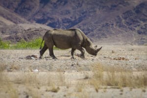 Desert Balck Rhino wwandering in Damaraland Namibia