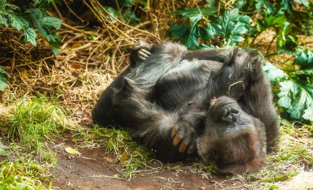 Rwanda Wellness Safari