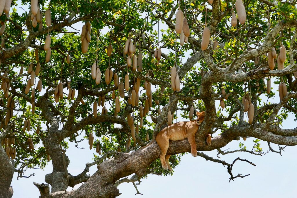 Sausage Tree