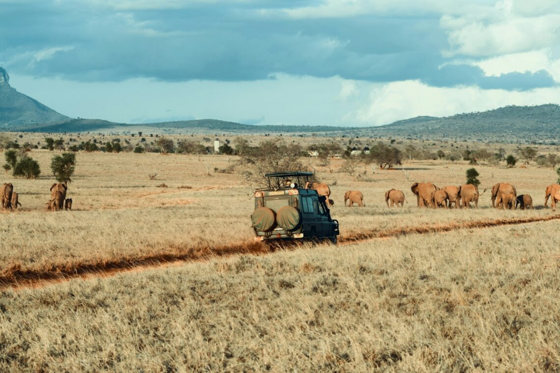 Slow Safaris