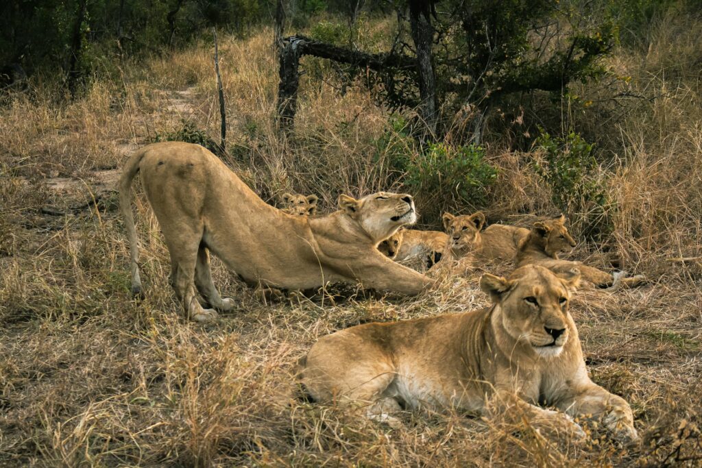 South Africa Wellness Safari