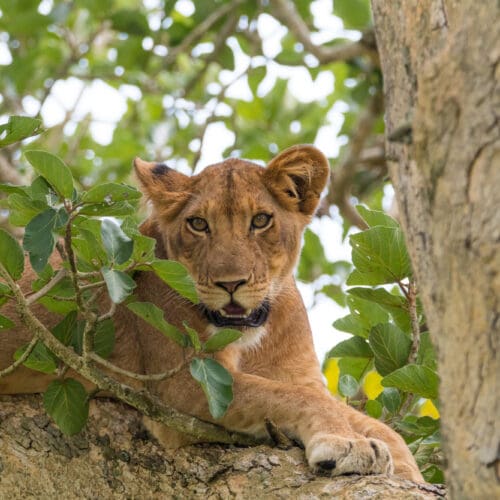 Tree Climbing Lion staring across savannah Queen Elizabeth National Park Uganda