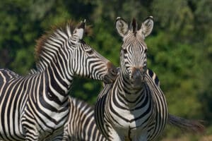 Two Zebras Posing In Kafue National Park Zambia