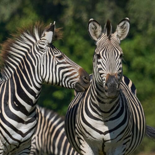 Two Zebras Posing In Kafue National Park Zambia