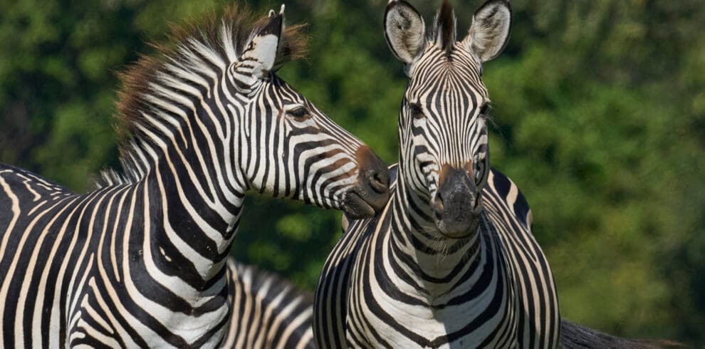 Two Zebras Posing In Kafue National Park Zambia