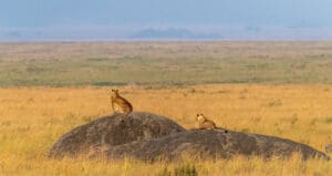 Two lionesses looking out across the Serengeti Plains Tanzania
