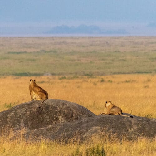 Two lionesses looking out across the Serengeti Plains Tanzania