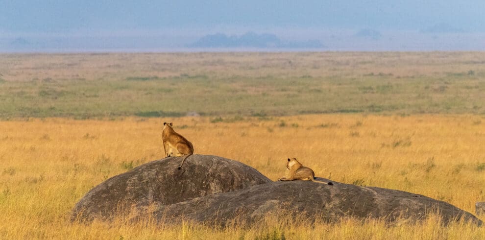 Two lionesses looking out across the Serengeti Plains Tanzania