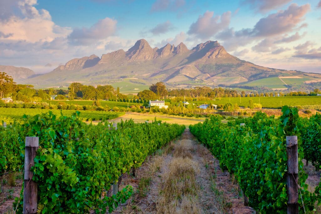View From Vintard With Mountains In Background Cape Winelands South Africa