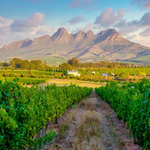 View From Vintard With Mountains In Background Cape Winelands South Africa