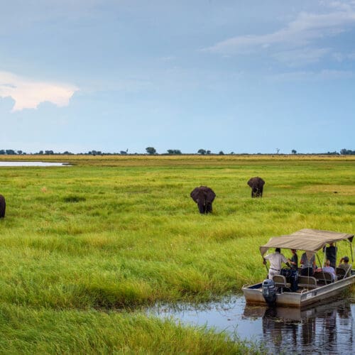 Viewing Elephants Chobe River Boat Cruise Chobe National Park Botswana