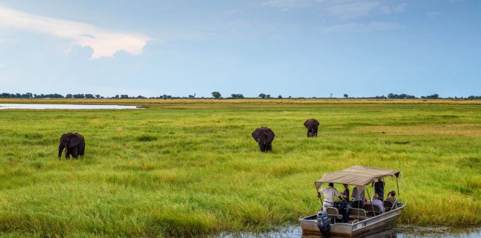 Viewing Elephants Chobe River Boat Cruise Chobe National Park Botswana