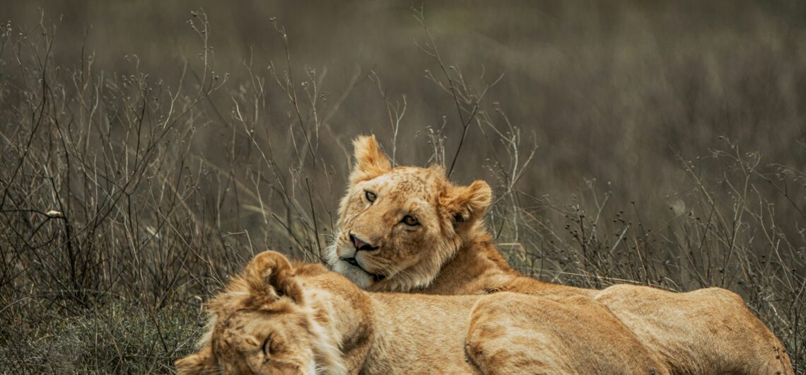 Wellness Safaris