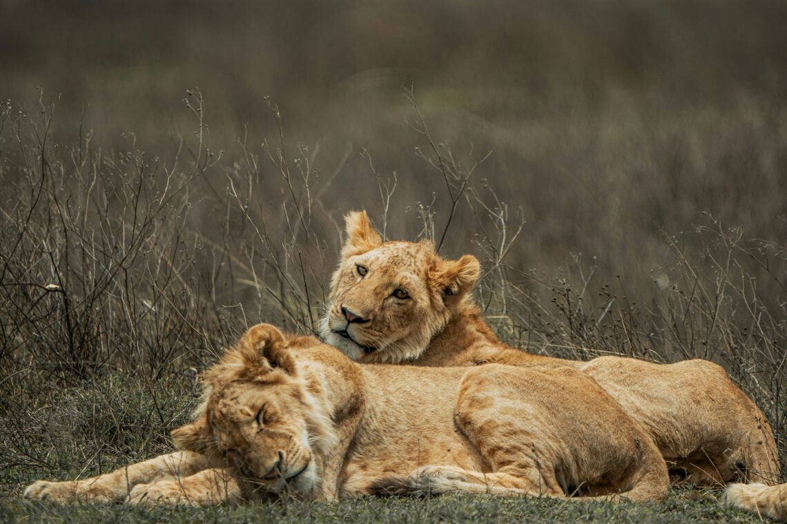 Wellness Safaris