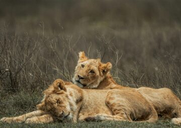 Wellness Safaris